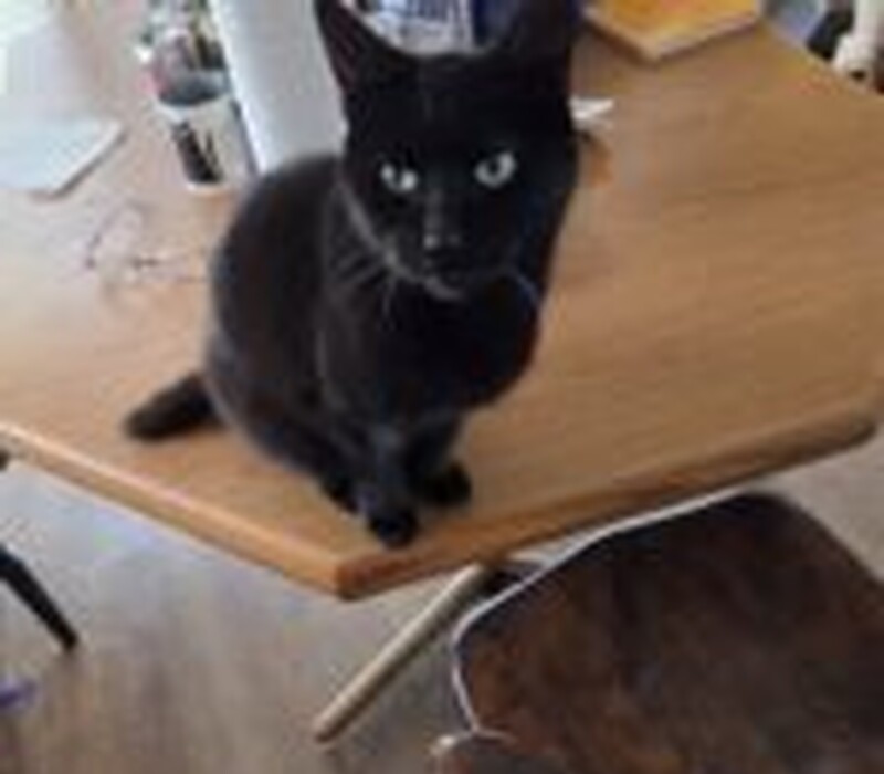 Cat 61659725