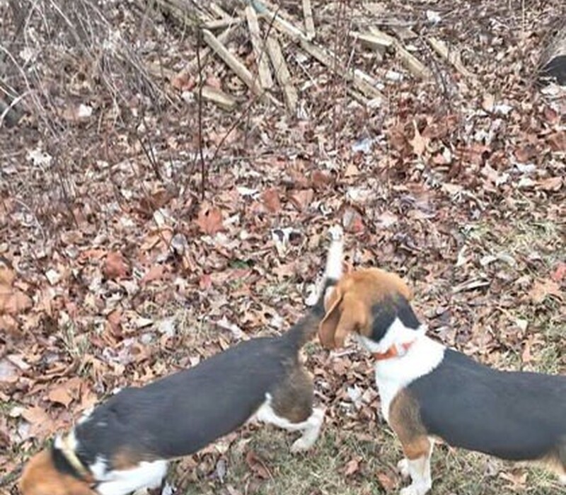 Dog 61467677