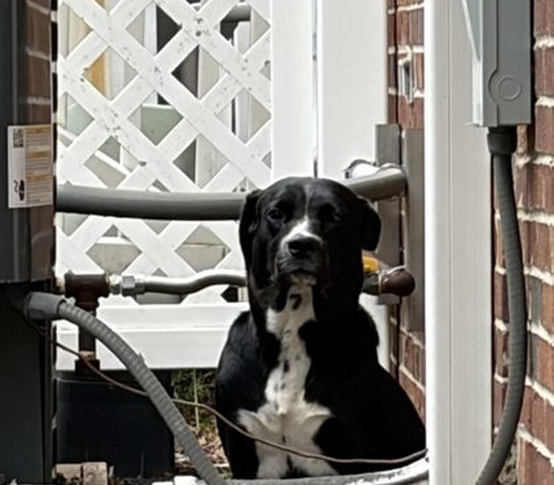 Dog 61704494