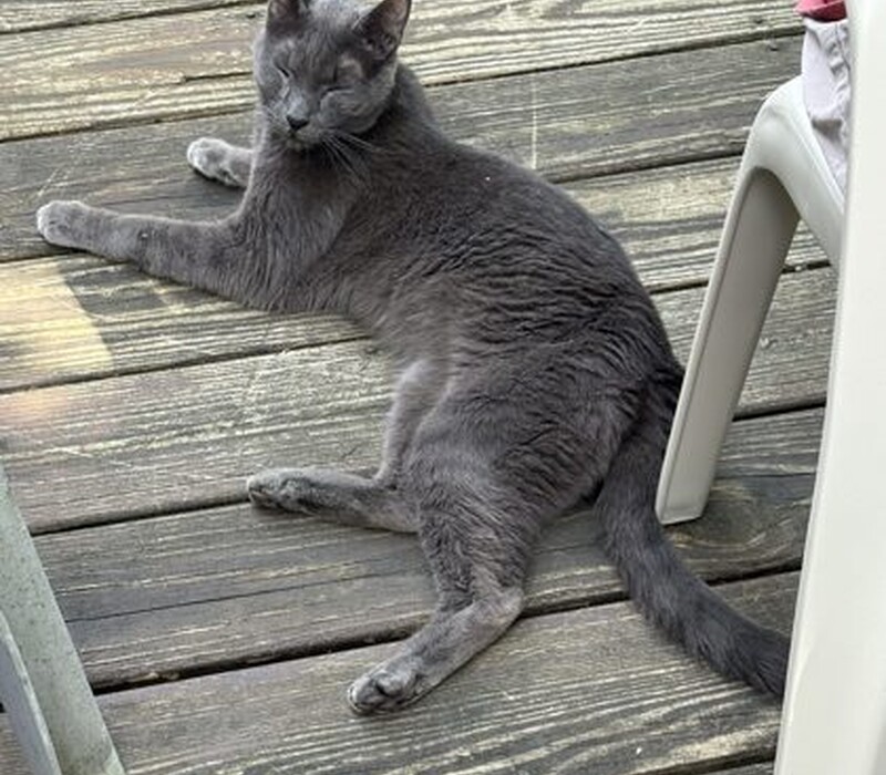 Cat 61448798