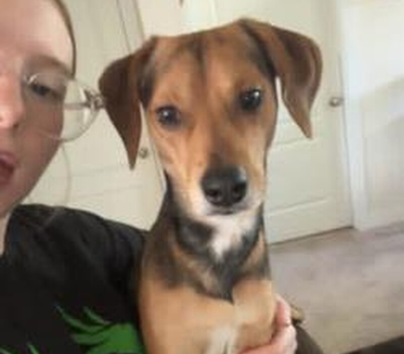 Dog 61565602