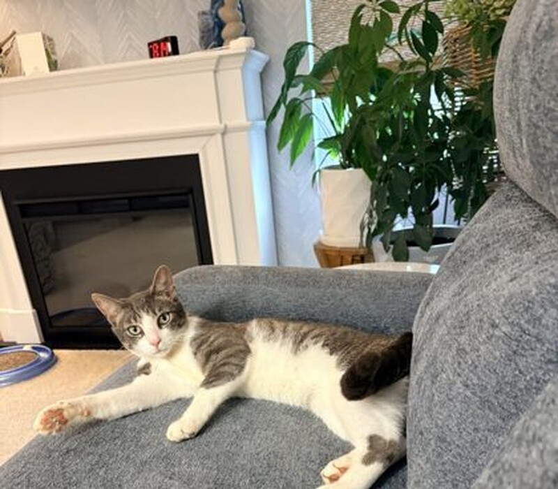 Cat 61531652