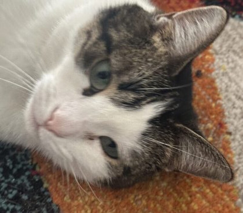 Cat 61392366