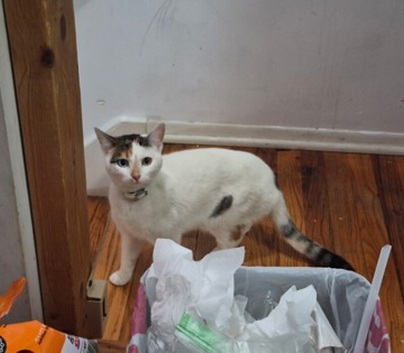 Cat 59353633