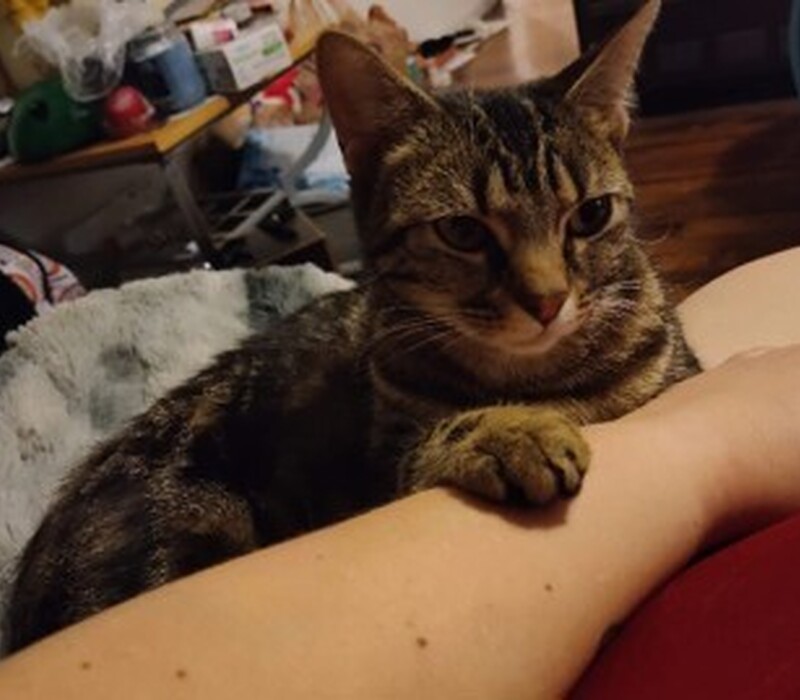 Cat 61375699