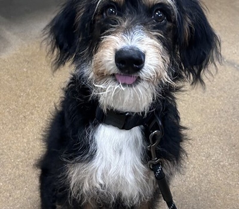 Dog 61396289