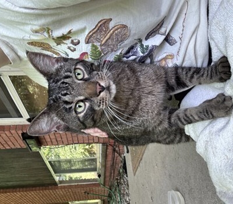 Cat 48031466