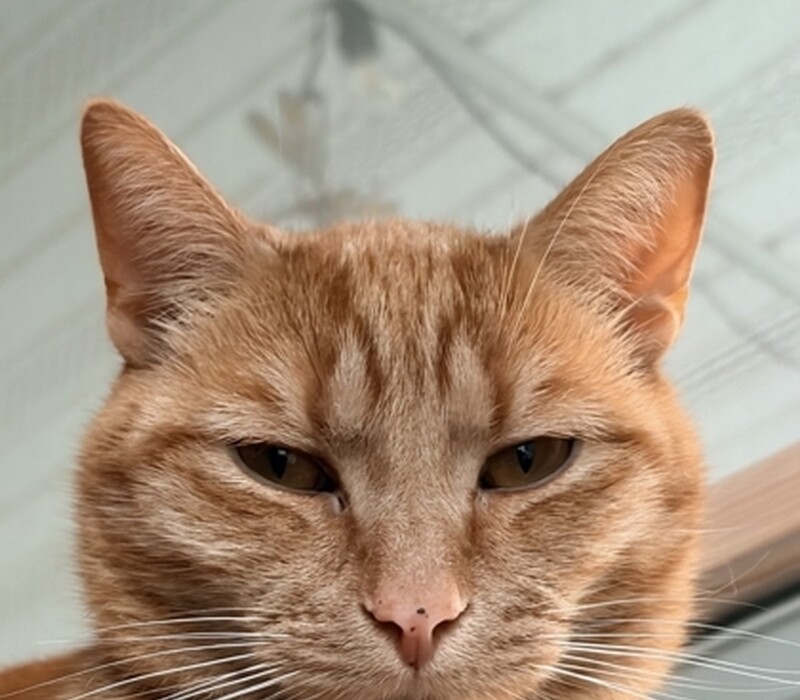 Cat 61742556