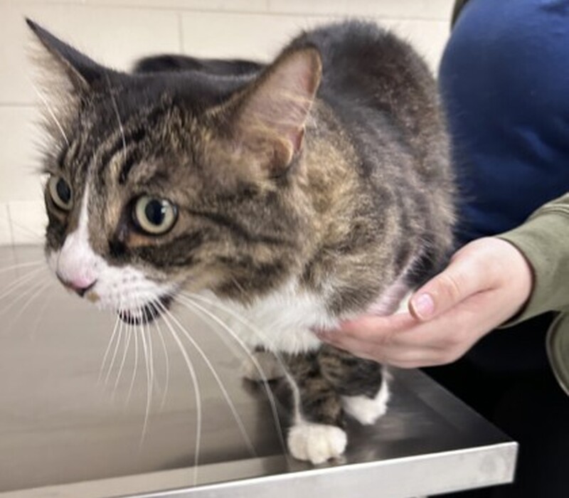 Cat 61709012