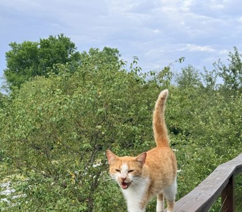 Cat 50915281