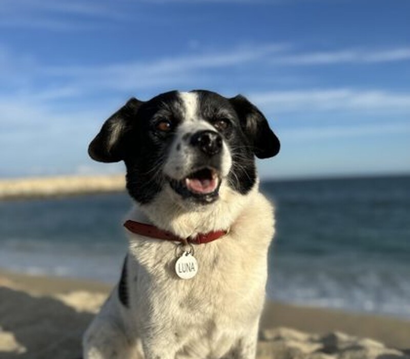 Dog 61602420