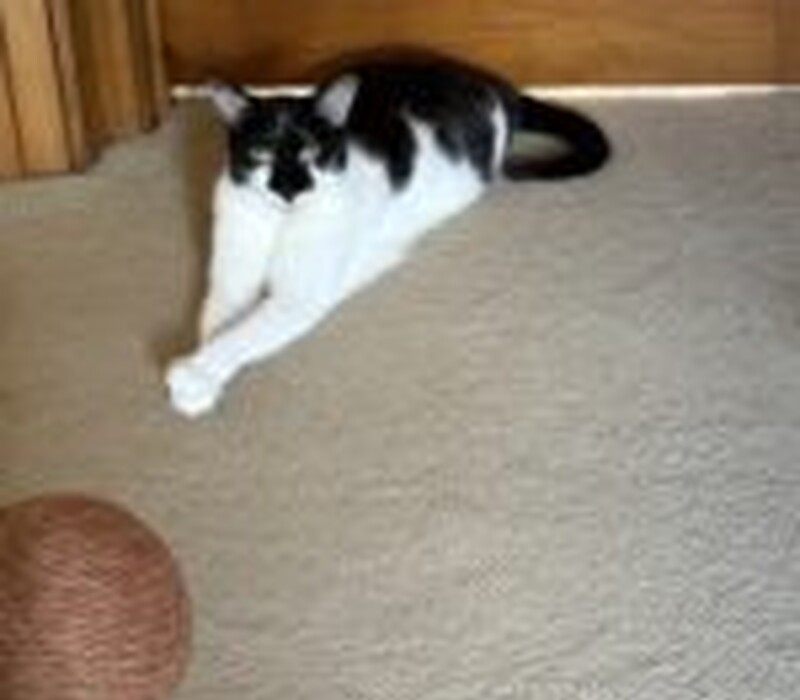 Cat 61599361