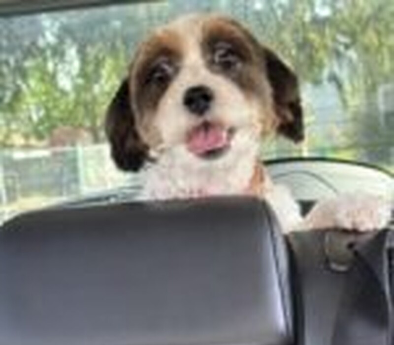 Dog 61591908