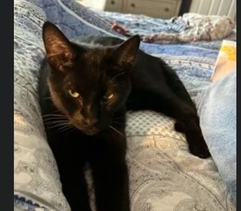 Cat 49462971