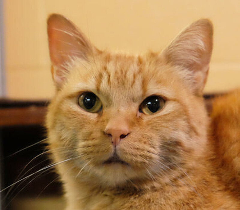 Cat 53734181