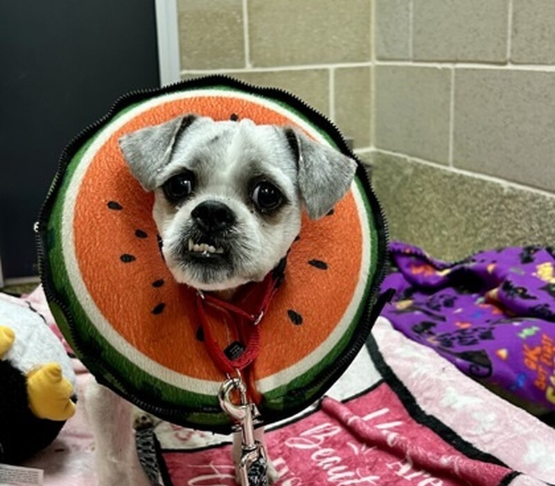 Melon