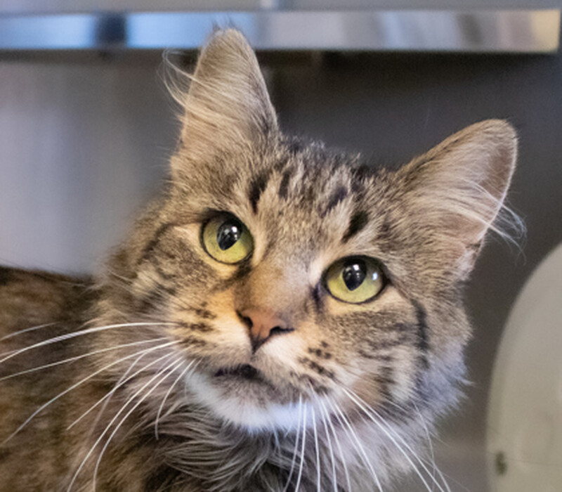 Cat 59676136