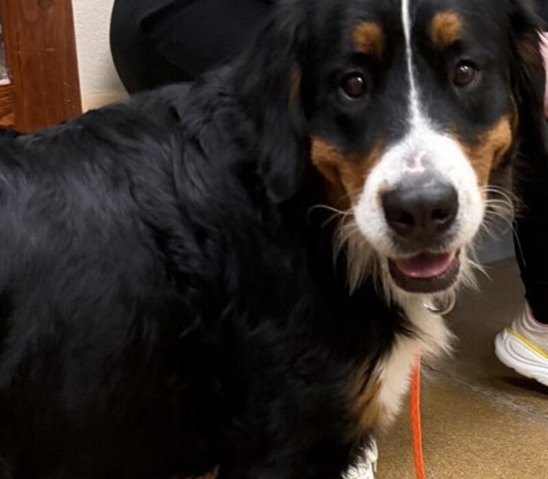 Dog 60698024