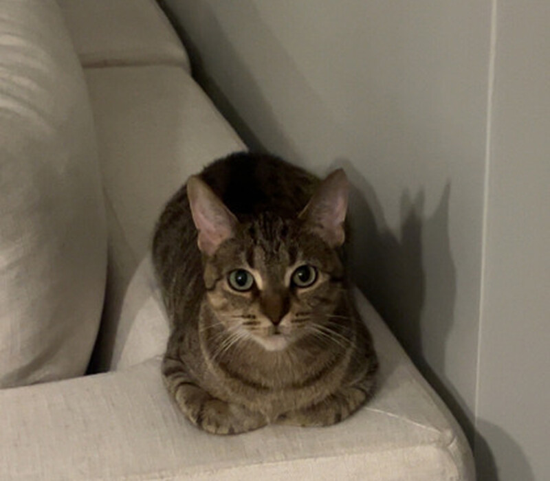 Cat 60912749