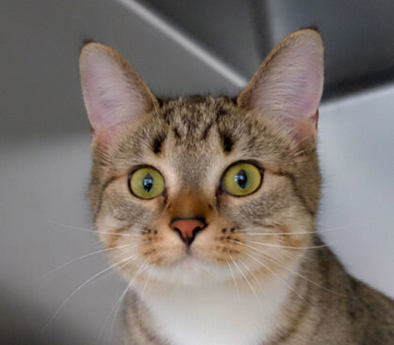 Cat 55424557