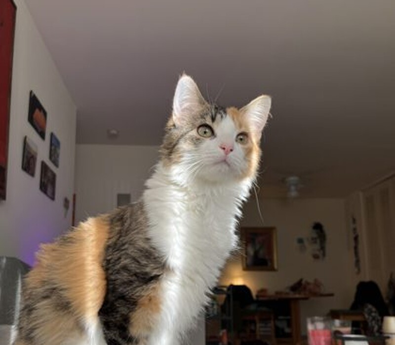 Cat 51964796