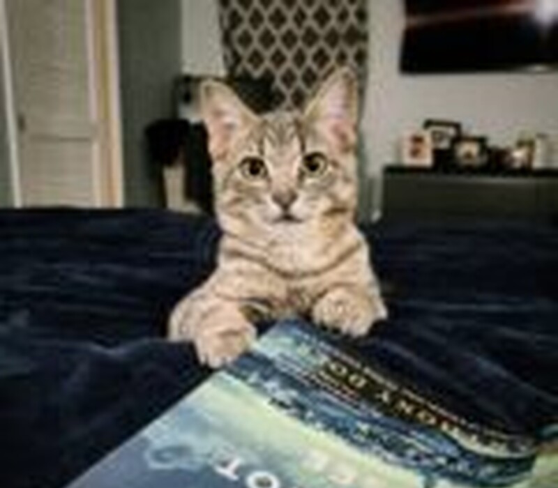 Cat 61823206
