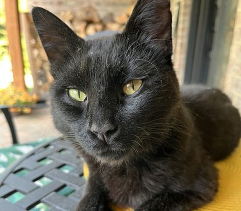 Cat 61675907