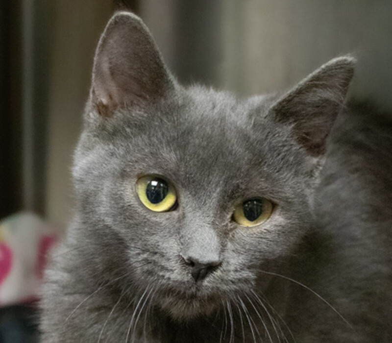 Cat 59891198