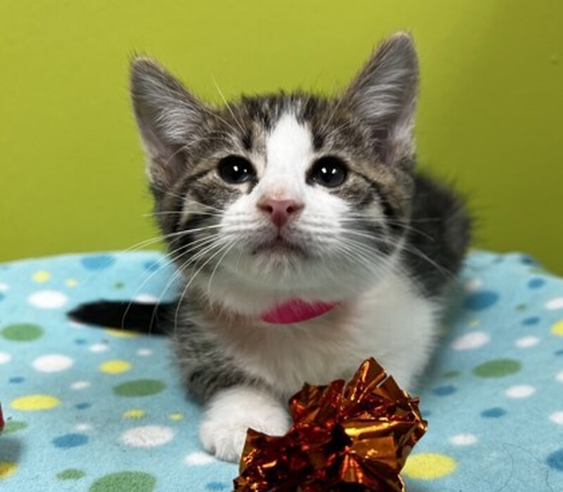 Jingle