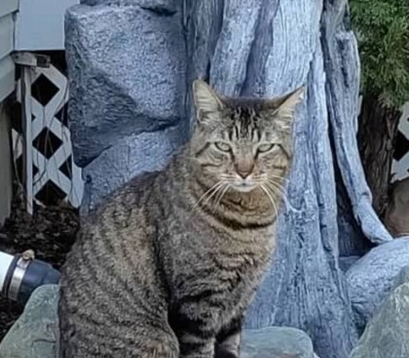 Cat 14415598