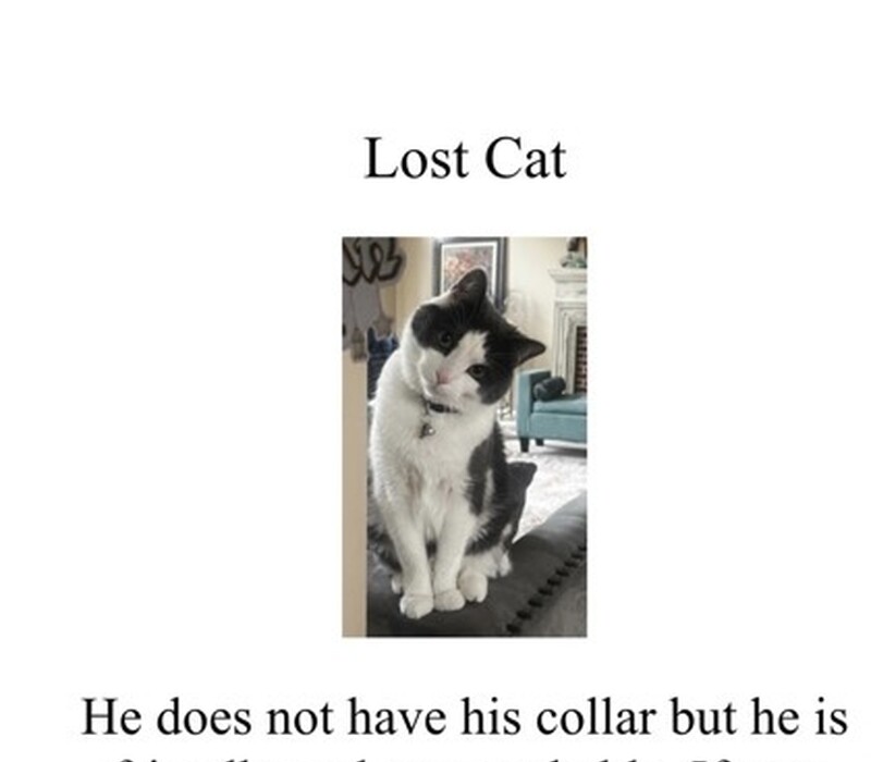 Cat 61687422