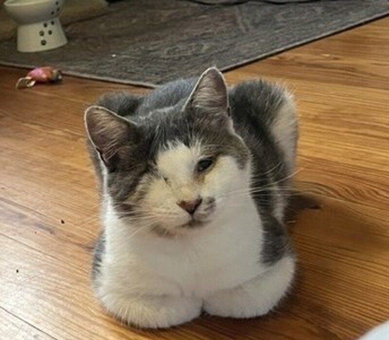 JJ