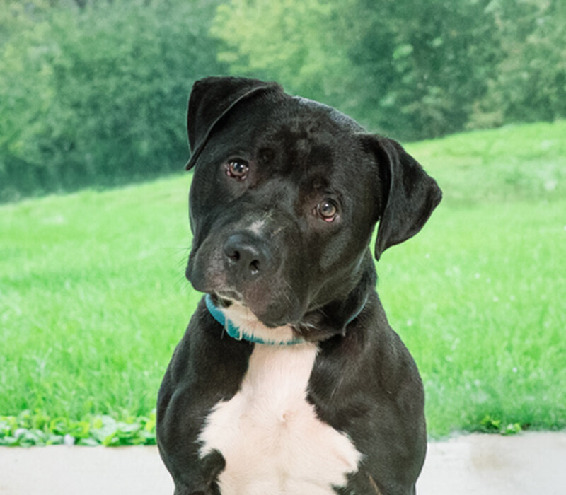 Caspian
