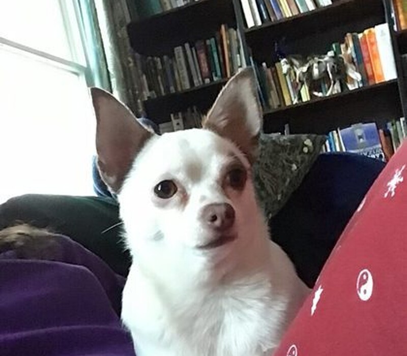Dog 60986691