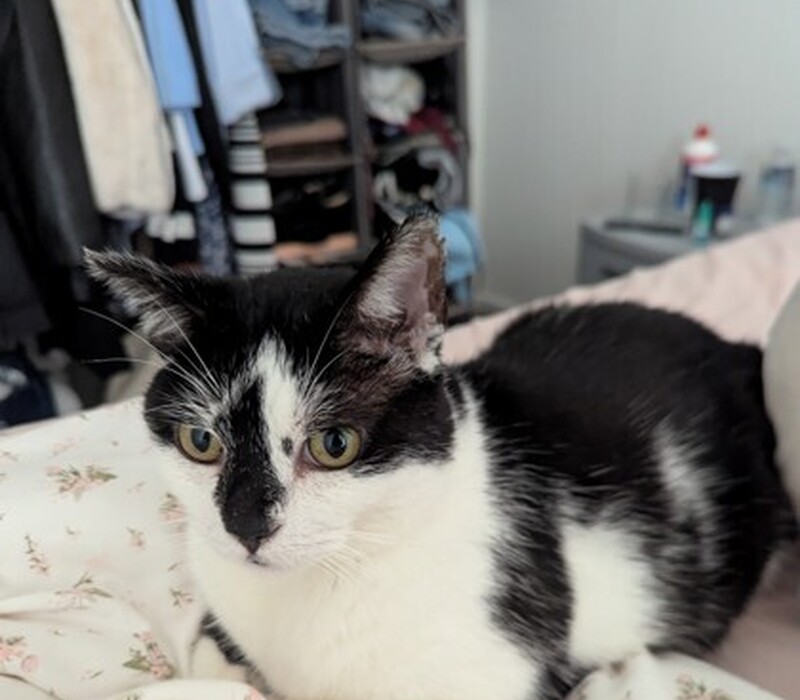 Oreo