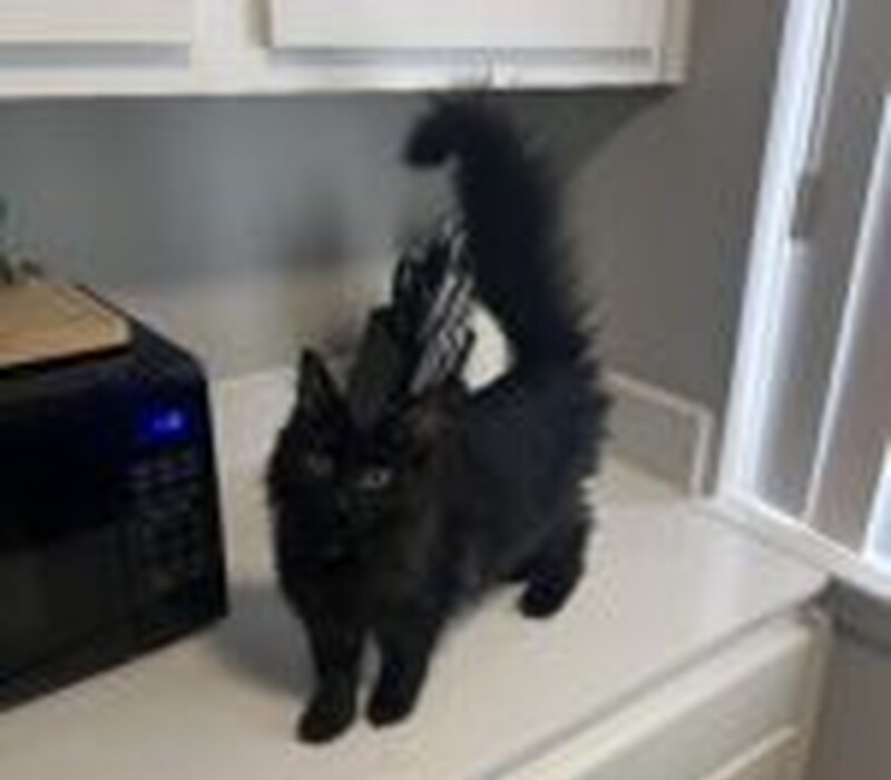 Cat 59093095