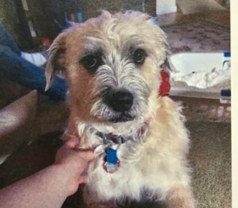 Dog 61721650